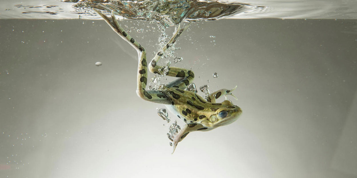 A frog jumping into the water