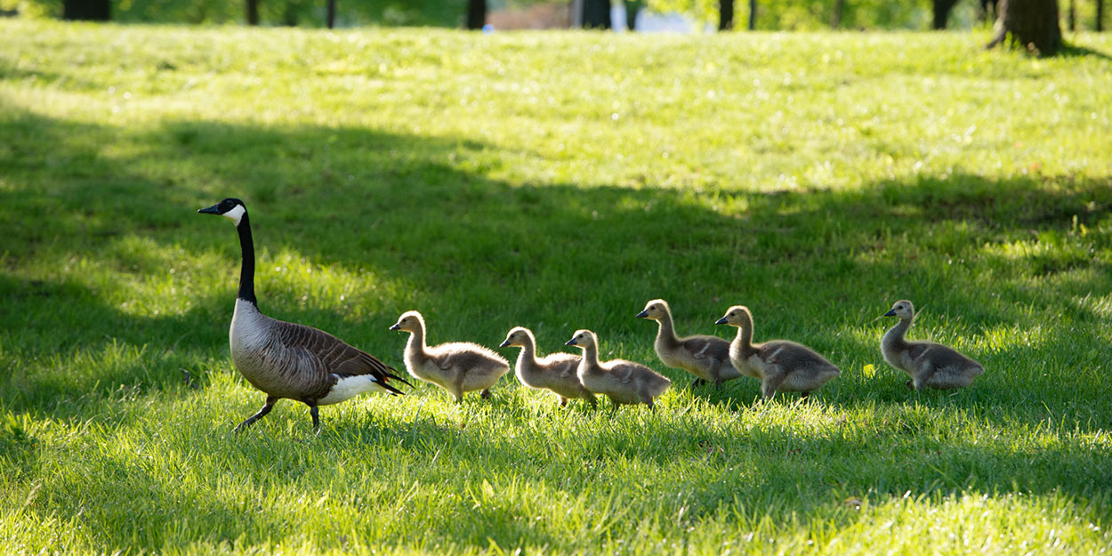 Geese at SIUE