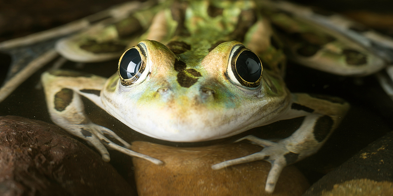 A frog in water.