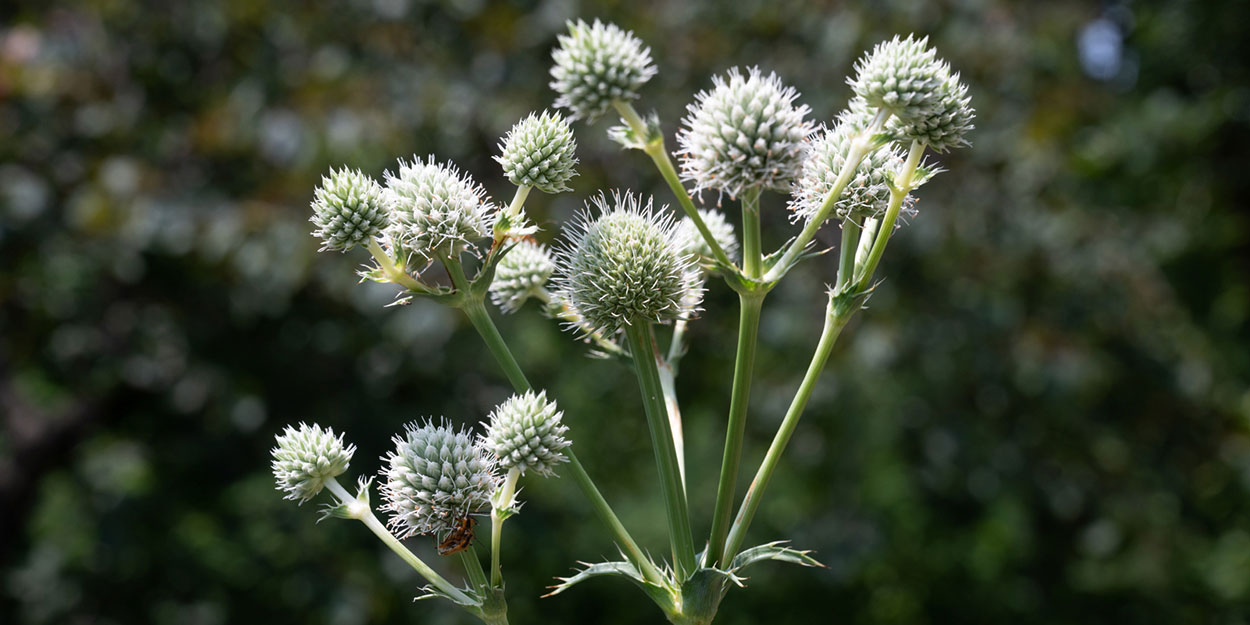 Flowers on the SIUE Campus