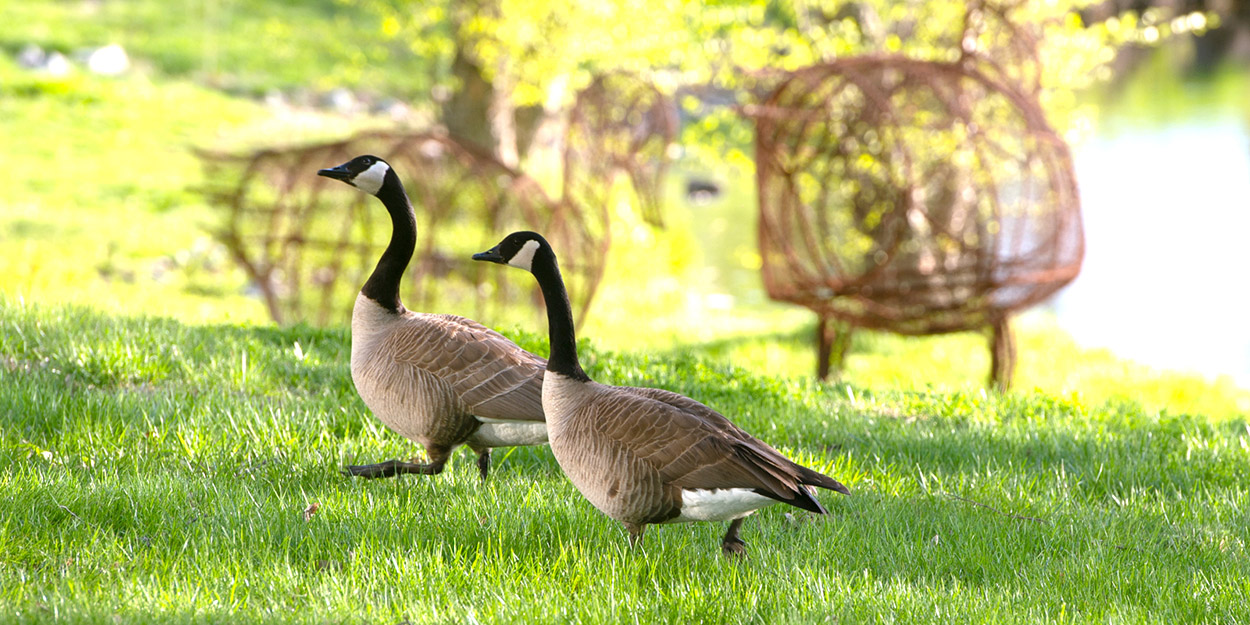 Geese at SIUE