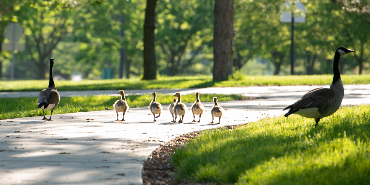 Geese on campus at SIUE. 