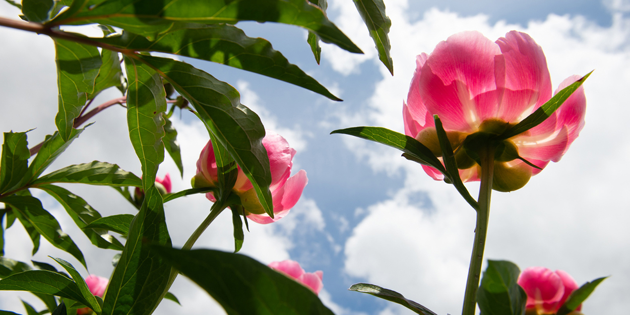 A beautiful flower at SIUE.