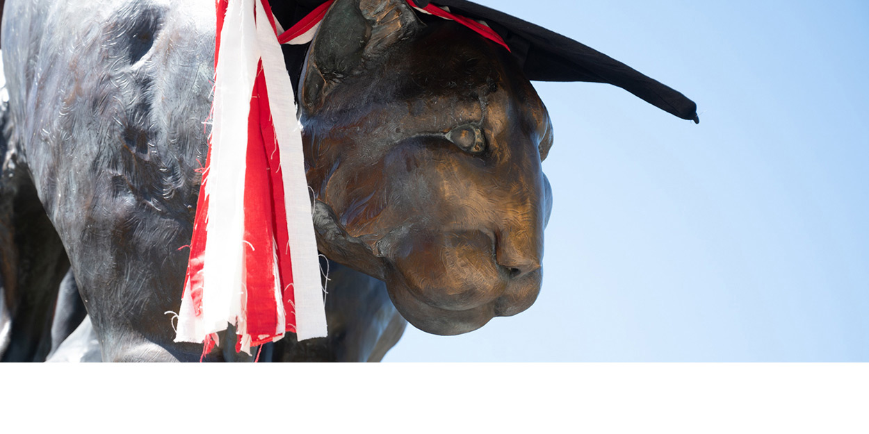 The SIUE Cougar Statue with a graduation cap on it.