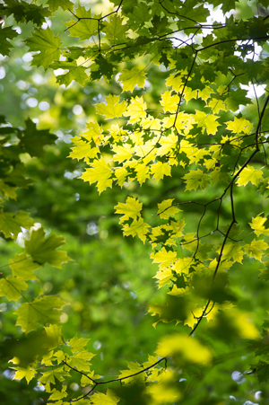 SIUE Nature Preserve