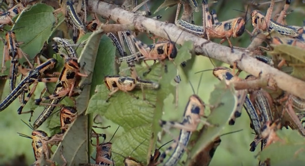 Central American Locusts feed on leaves