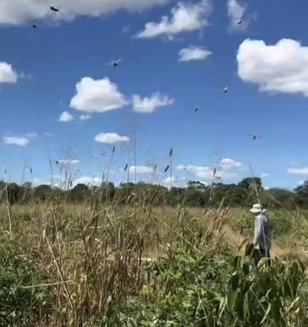 Swarm of locusts in a field with man walking