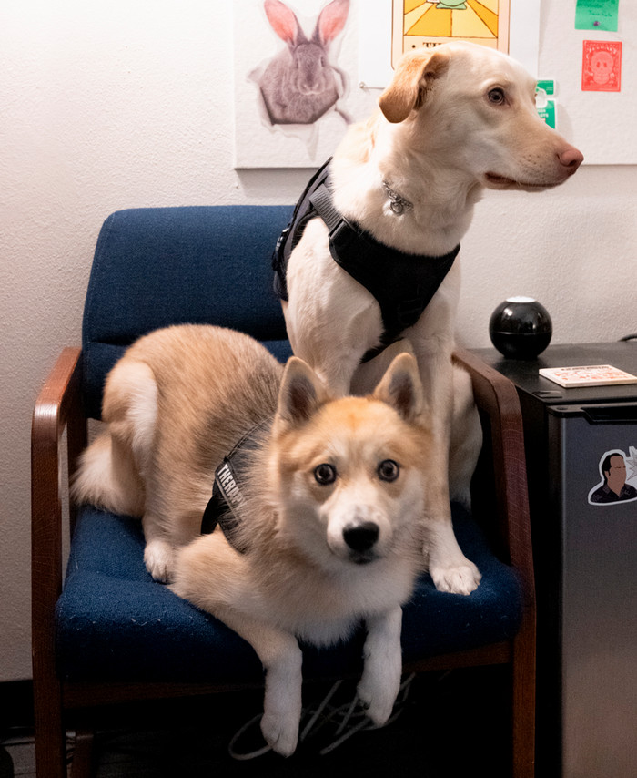 Chase and Max sitting in an office chair. They are blonde coated medium sized dogs. Chase is looking at the camera with his front legs dangled and Max is looking away. There is a collage of ephemera behind them.